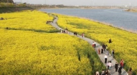 노랗게 물든 영산강변