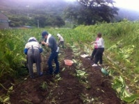 곡성 대표 농산물 토란 명성 높인다