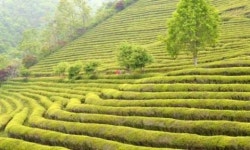 보성녹차 한국대표 명차로 육성된다