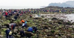 돌산읍 작금 앞바다 개조개 풍년