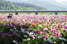 화순 작약, 고소득에 관광객까지 끌어들이는 효자