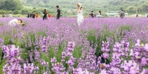 만개한 사라실마을 보랏빛 라벤더