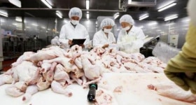 초복 앞둔 위생점검