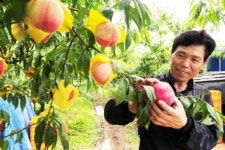 장성 차돌복숭아 본격 출하