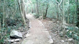 신안군 흑산도 섬마을 숲속 힐링 산책로 개설