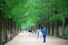 담양~순창 전국 최고 메타세쿼이아길 열린다