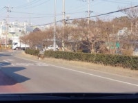 순천시 가드레일 앞 나무식재 빈축