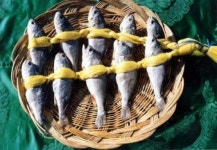 사흘 조기 잡아 1년 먹고살았다는 칠산어장… 오! 그 굴비 맛