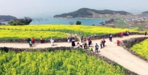 슬로시티 청산도에서 봄을 만끽하세요