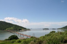 신안 퍼플(보라) 섬 조성한다