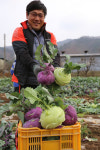 아삭아삭 겨울맛, 해남 콜라비 본격 수확