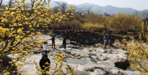 노랗게 물든 산수유