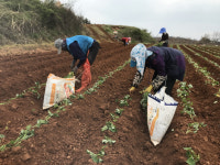 명품 해남 고구마 정식한창