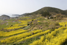 이돈삼의 마을 이야기 >완도 청산도 도청마을