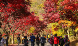 단풍은 역시 지리산 피아골!