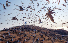 뿔제비갈매기·괭이갈매기… 영광 육산도는 새들의 천국