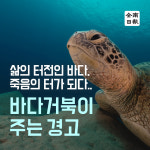 삶의 터전인 바다, 죽음의 터가 되다… 바다거북이 주는 경고