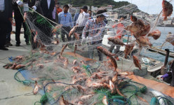 섬 우럭·불볼락 축제 취소