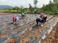 여수시 주삼동지역사회보장협의체,사랑의 농장배추 모종 심기