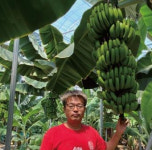 전남 최초 친환경 인증 강진 송키 바나나  인기