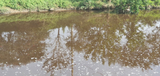 악취에 거품 둥둥 화순천 상류 오염…축산폐수 탓