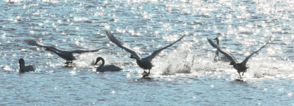 강진만생태공원 큰고니 망중한