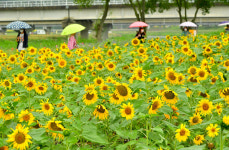 장성군, 황룡강변 100만 송이 해바라기 활짝