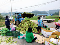 고흥군 두원면, 민·관 함께 재배한 옥수수 수확