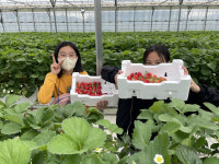 영암군, 농장 연계 딸기수확 체험