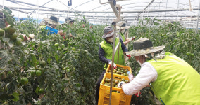 농협광주공판장, 농번기철 농촌 일손돕기 구슬땀