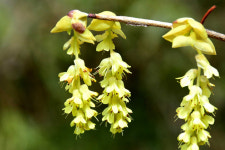 남도 봄꽃 개화, 매년 0.94일씩 빨라졌다