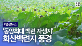 동양최대 백련 자생지 무안 회산백련지 풍경