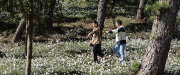 구절초 활짝 핀 강진 옴천면 구절초 공원