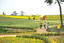 신안군 수선화 축제 1만3000명 방문 성황