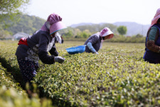 보성군왕의 차 찻잎 수확 한창