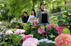 강진군 도암면 석문공원, 수국꽃 활짝