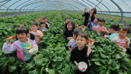 [전남일보]오늘의포토> 북구 건국동, 지산 딸기 수확 체험