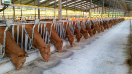 강진군, 한우산업 100억 투입 축산농가 경쟁력 강화