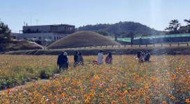 나주시, 남평 지석강변 일원 대규모 꽃단지 조성