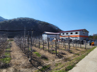 [전남일보]사과·배 개화 빨라져 생육피해 입을라 농가 ‘걱정’