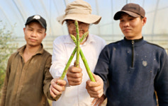 해남군, 유기농 아스파라거스 수확 한창