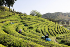 보성군, 햇차 수확 ‘한창’