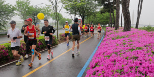 철쭉꽃 만개한 영산강변 따라 달리는 마라토너