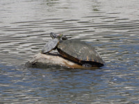 광주천 붉은귀거북 등 생태교란종 서식… 지자체 “몸살”
