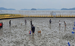 순천시 별량면,반려동물 동반 갯벌 체험