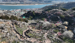 광양시, ‘매화랑 2박 3일’ 참가자 모집