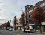 광양시, 신재로 가로수 전정사업 추진