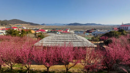 이돈삼의 마을이야기〉홍매화 피는 유배지…임자도 조희룡을 만나다