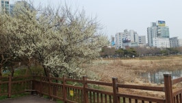 벚꽃 명소로 화려한 귀환… 5년 만에 개방된 광주 운천저수지