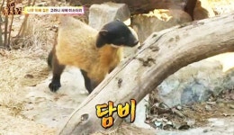 “담비, 고라니를 나무에 매달 만큼 무서운 동물인 줄은 몰랐다”